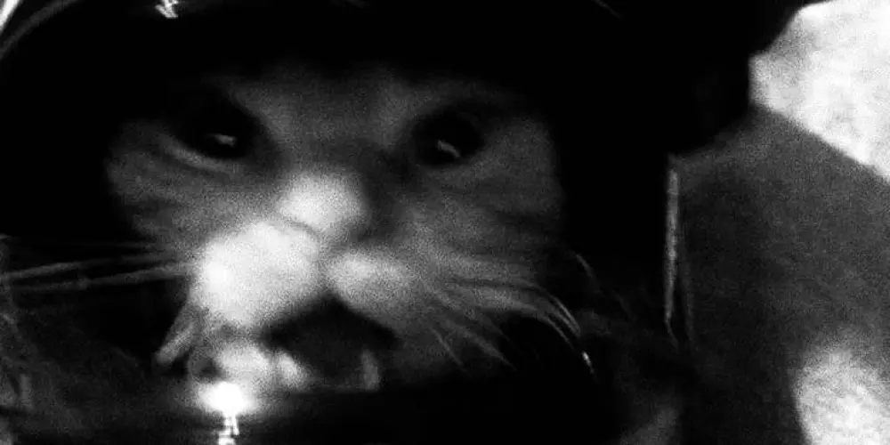 Imagem do grupo de WhatsApp ᴍɪᴅɴɪɢʜᴛ ᴄʜᴀᴏs