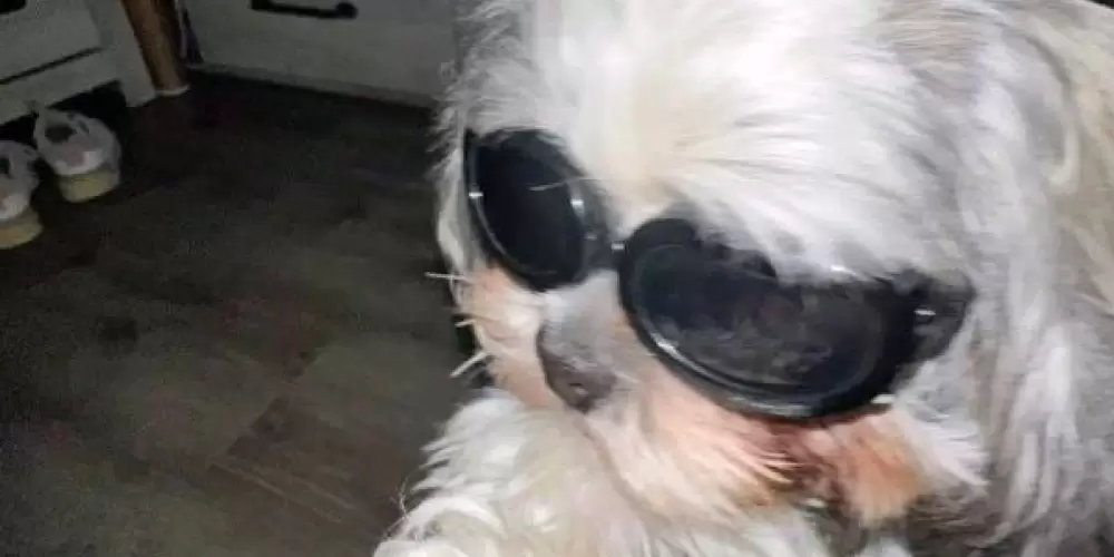 Imagem do grupo de WhatsApp ᥆s ძᥱs᥆ᥴᥙ⍴ᥲძ᥆s 🥴