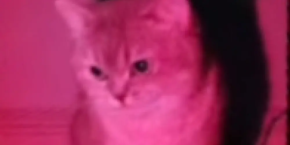 Imagem do grupo de WhatsApp ..•🤹🏽‍♀️ ݈݇ 𝐅̶͠ɪɢᴜʀɪɴʜᴀs 𝐃̸̷ᴀ 𝐂̶͠ᴀғᴇ́ ֪☕̸̷