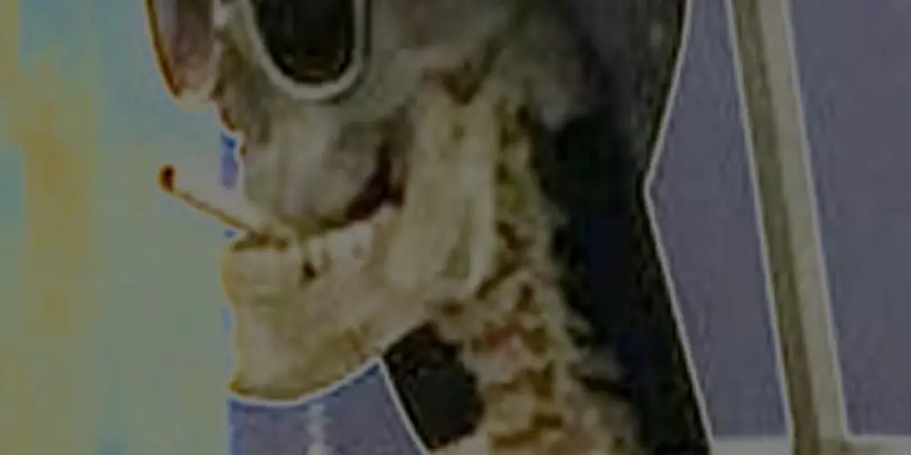 Imagem do grupo de WhatsApp 🙃∀ᗡ∀SƎԀ ∀ᗡ ∀HNIWᴚ∩⊥🙃