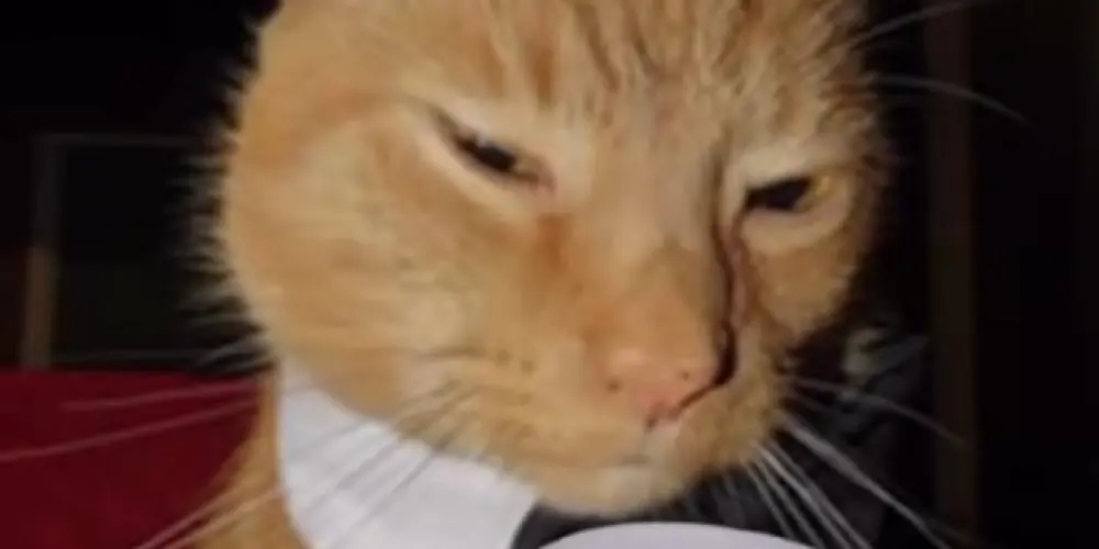 Imagem do grupo de WhatsApp S I N G U L A R I T Y 👑💞