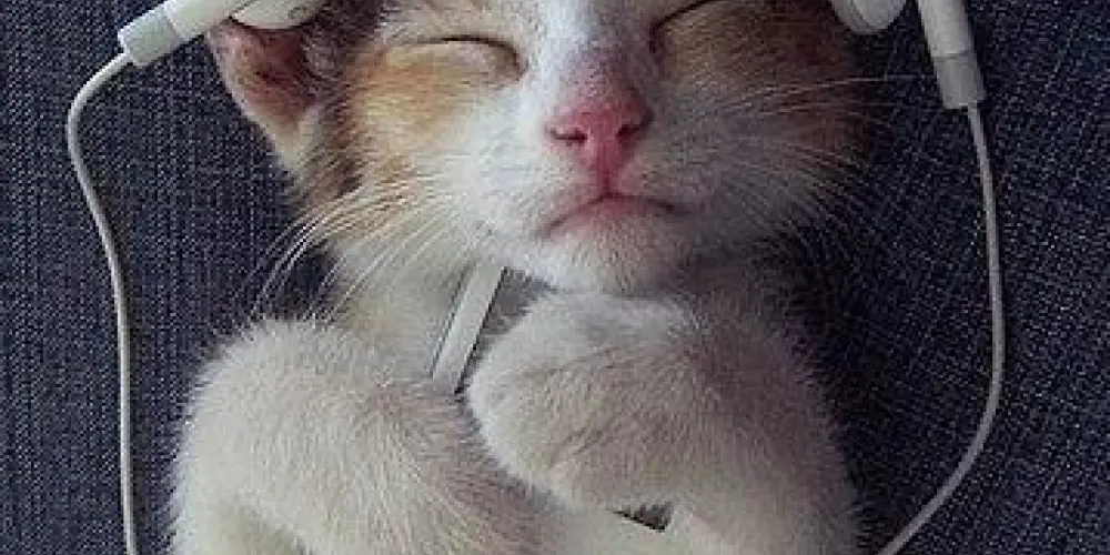 Imagem do grupo de WhatsApp s☀︎︎ℓ ∂є vєrα̃σ