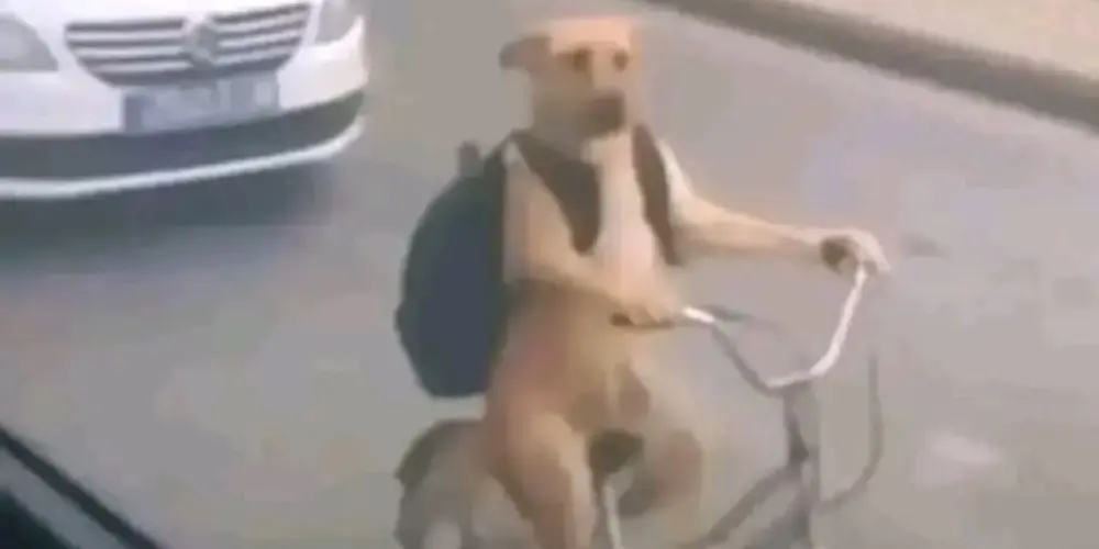 Imagem do grupo de WhatsApp ᴜɴɪᴠᴇʀsᴏ ᴀɴɪᴍᴇs