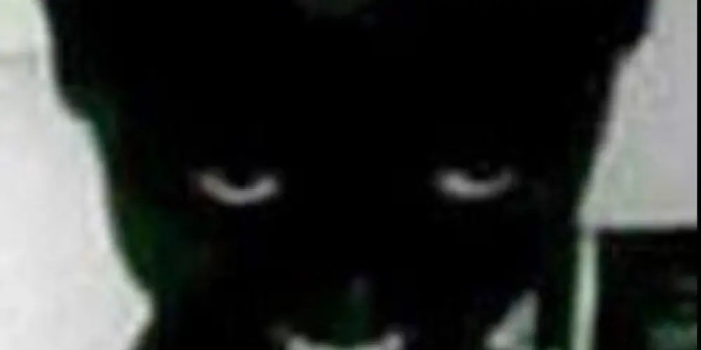 Imagem do grupo de WhatsApp ԋσʅʂҽ σϝϝ ƚԋҽ ԃαɾƙ