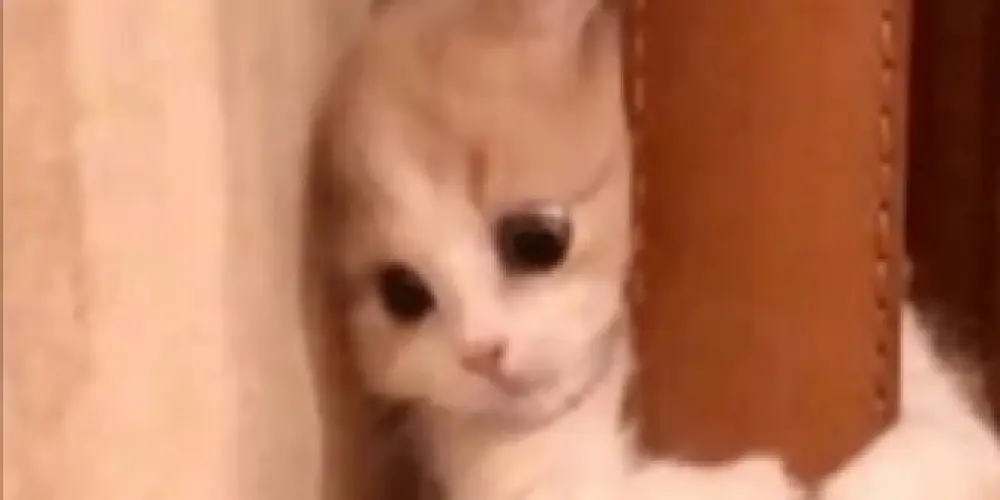 Imagem do grupo de WhatsApp ᴏs ᴅᴇsᴄᴏɴᴛʀᴏʟᴀᴅᴏs 💢