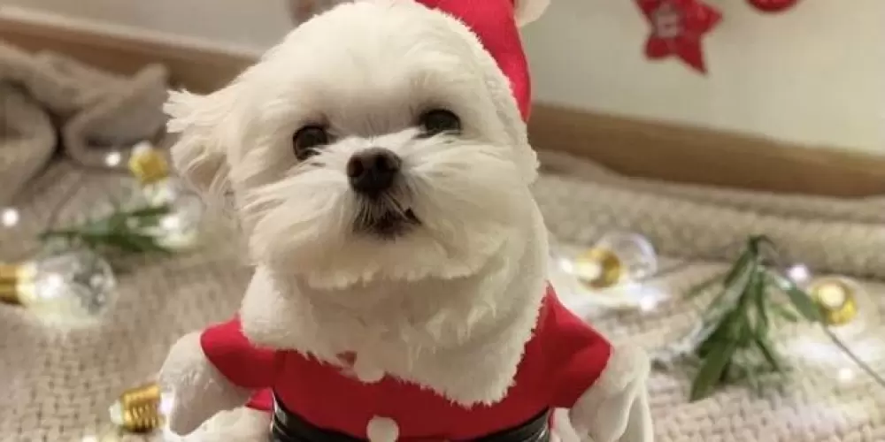 Imagem do grupo de WhatsApp 𝖂𝖊𝖇 𝖆𝖒𝖎𝖌𝖔𝖘 S2