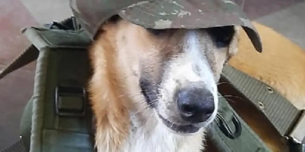 Imagem do grupo de WhatsApp Saco de pancadas da gcm