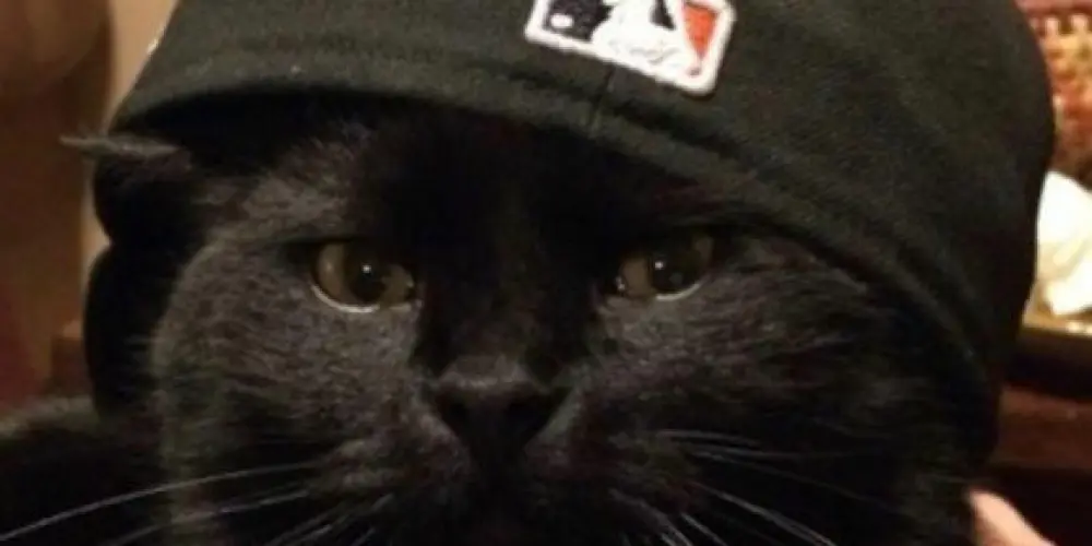 Imagem do grupo de WhatsApp _Safadex_♡