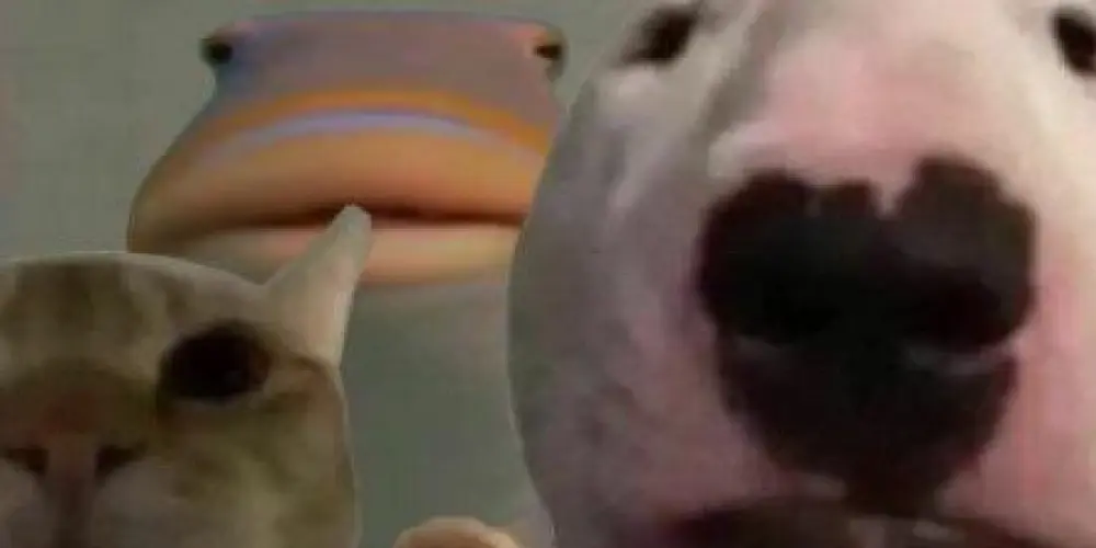 Imagem do grupo de WhatsApp Salsicha Voadora