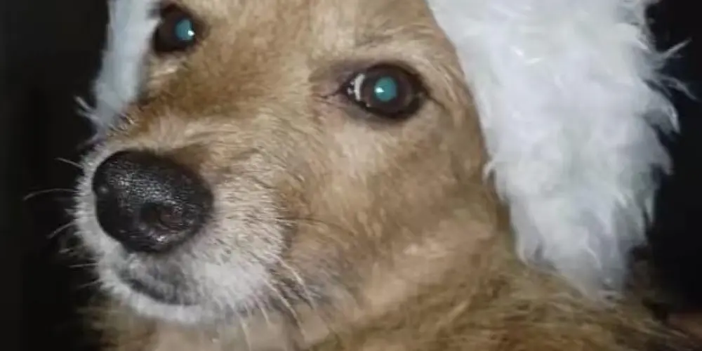 Imagem do grupo de WhatsApp SANATÓRIO🐁