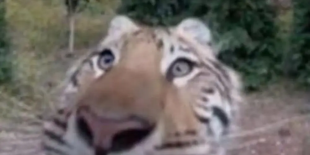 Imagem do grupo de WhatsApp Sapatênis