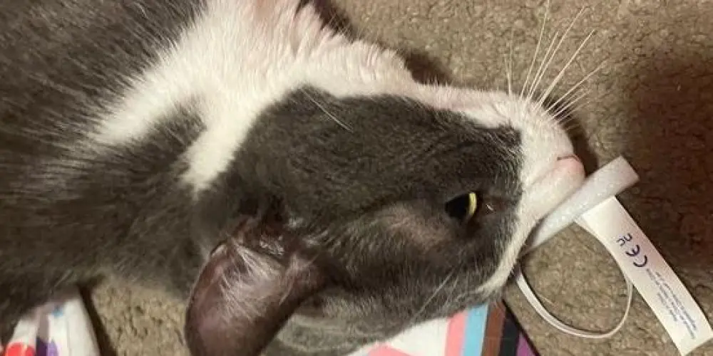 Imagem do grupo de WhatsApp sapatour 🫦🏳️‍🌈