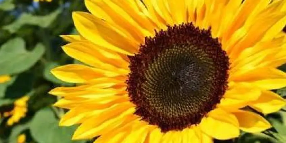 Imagem do grupo de WhatsApp Saúde Mental