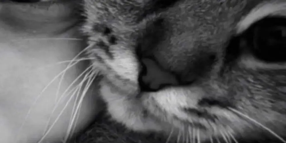 Imagem do grupo de WhatsApp scann