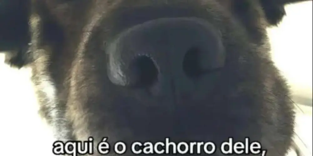 Imagem do grupo de WhatsApp Se sair é corno(a) 🐮🤣