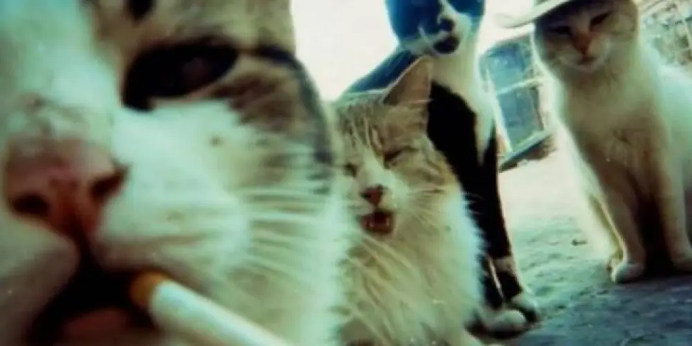 Imagem do grupo de WhatsApp Se vale de todo