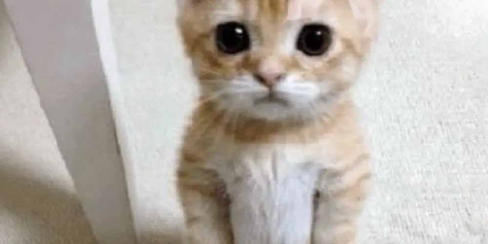 Imagem do grupo de WhatsApp Segura o Tchan🕺🏻😝