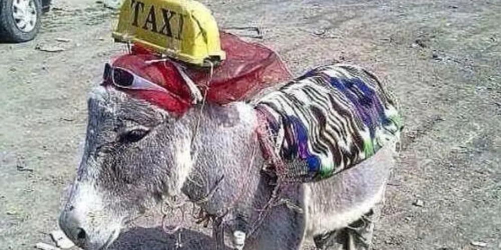 Imagem do grupo de WhatsApp 🤠 sei lá