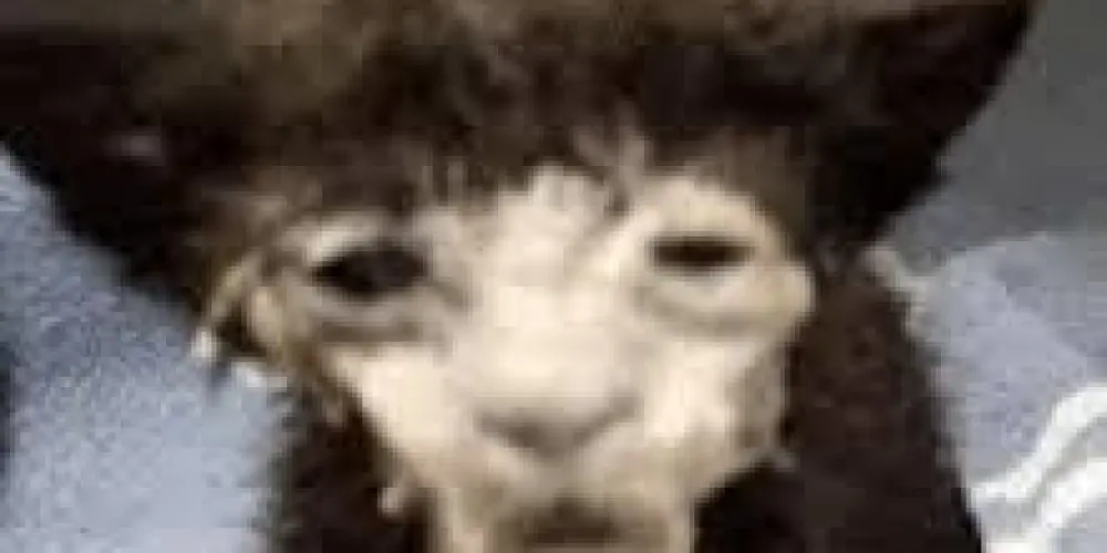 Imagem do grupo de WhatsApp Sei lá mano