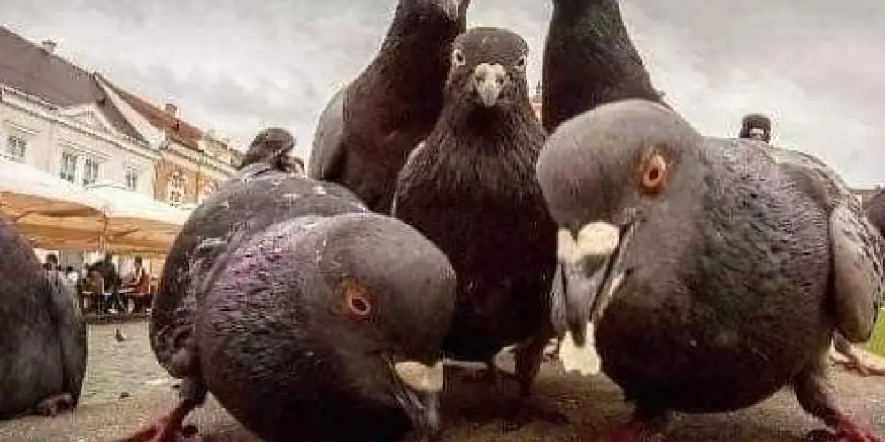 Imagem do grupo de WhatsApp Sem julgamento 🚫