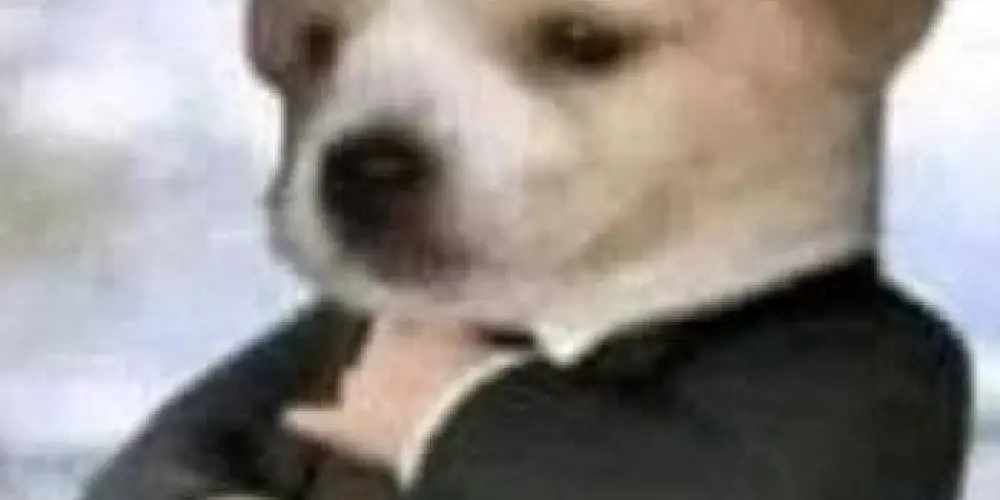 Imagem do grupo de WhatsApp sem limite de zueira