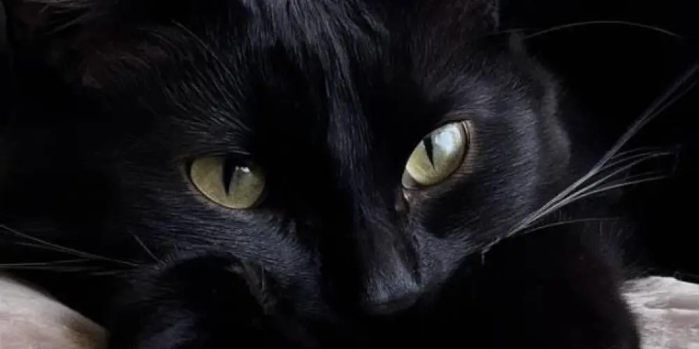 Imagem do grupo de WhatsApp Sem limites  24h