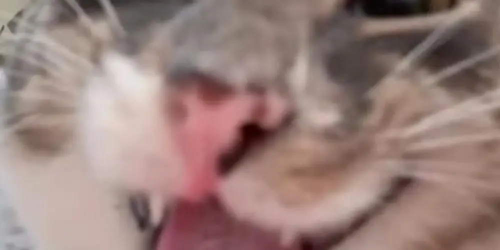 Imagem do grupo de WhatsApp Sem💯 limites