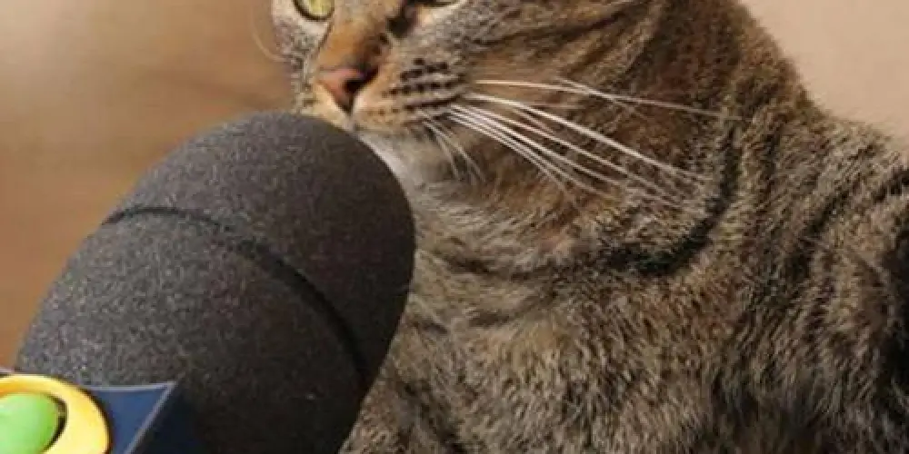 Imagem do grupo de WhatsApp Sem Noção 2️⃣ 🍺