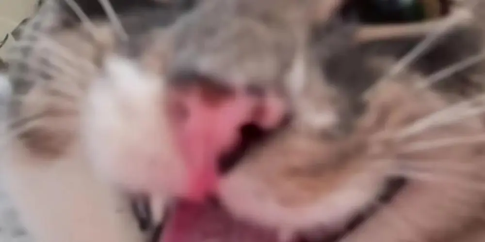 Imagem do grupo de WhatsApp Sem regras 24h