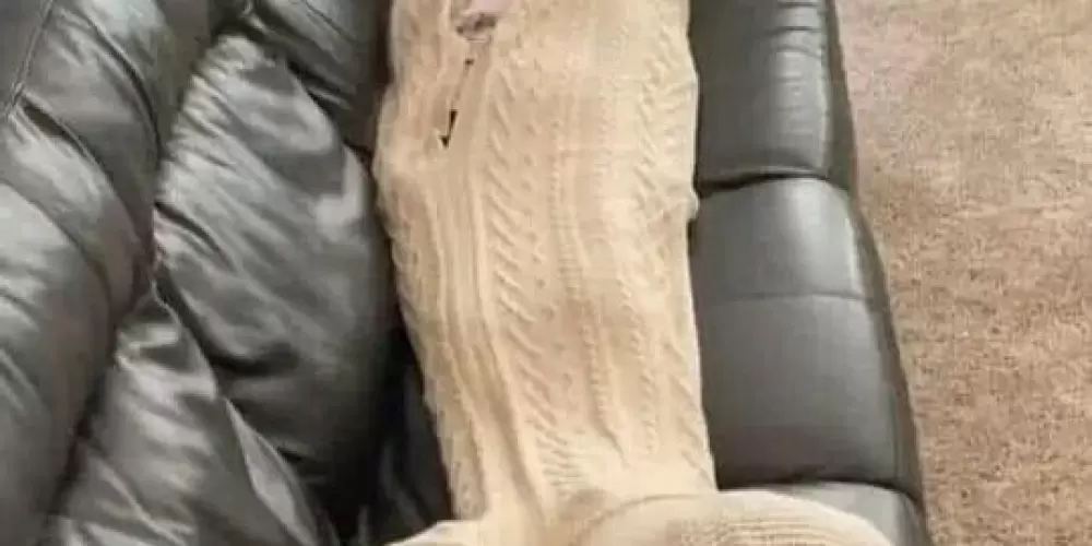 Imagem do grupo de WhatsApp Sem regras