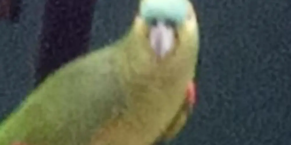 Imagem do grupo de WhatsApp Sem regras