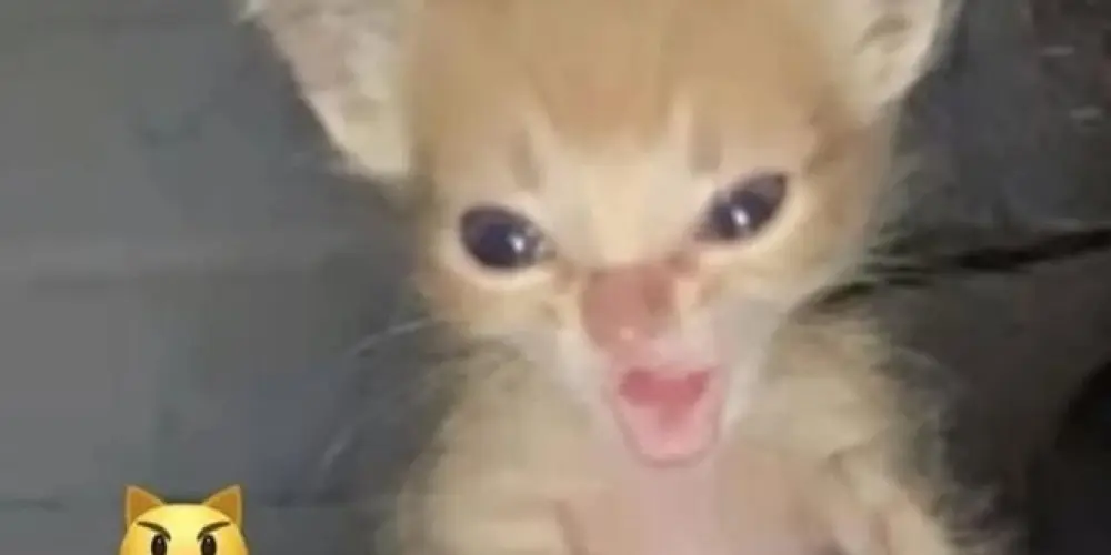 Imagem do grupo de WhatsApp Sem regras