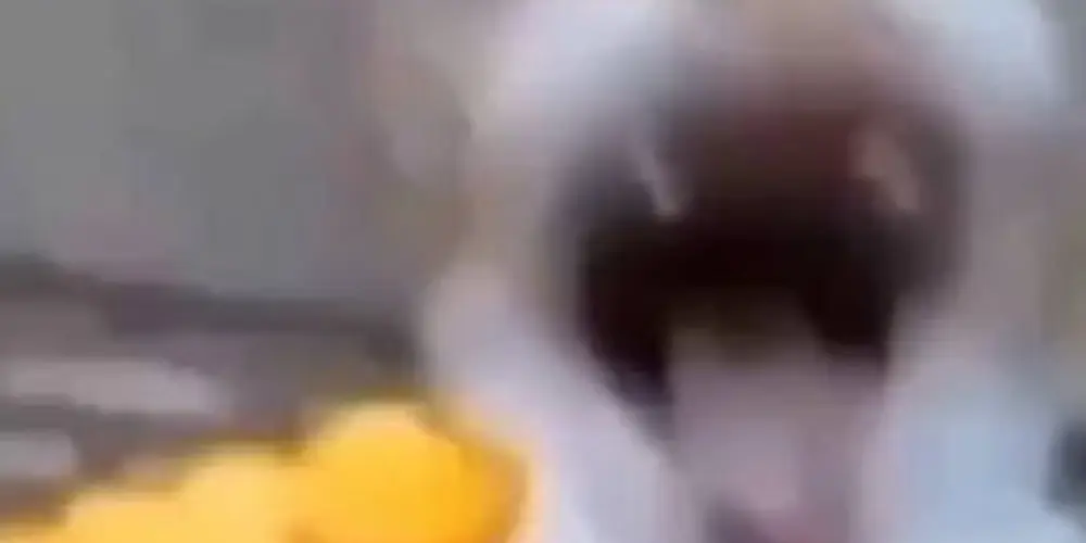 Imagem do grupo de WhatsApp Sem regras