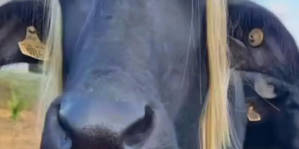 Imagem do grupo de WhatsApp Sem zoeiras💅