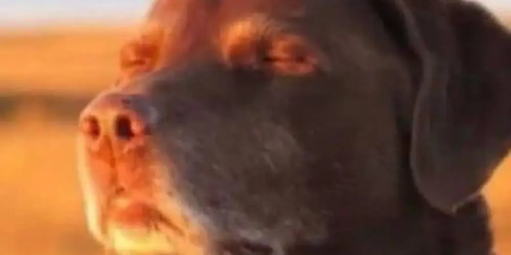 Imagem do grupo de WhatsApp sensação RJ