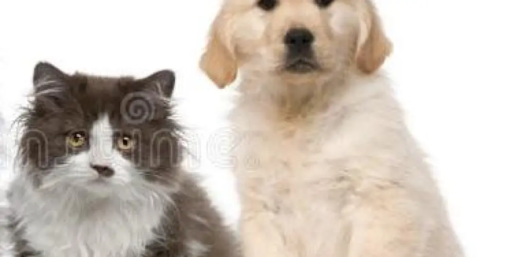 Imagem do grupo de WhatsApp SEU PETS MERECE O MELHOR