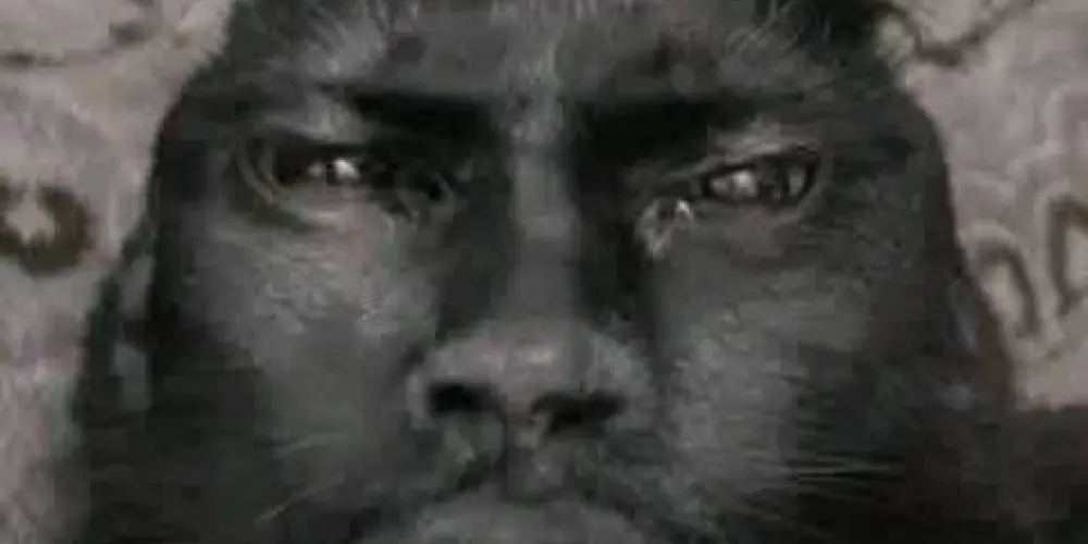 Imagem do grupo de WhatsApp 𝕽ᥱsᥱᥒһᥲ 0.1