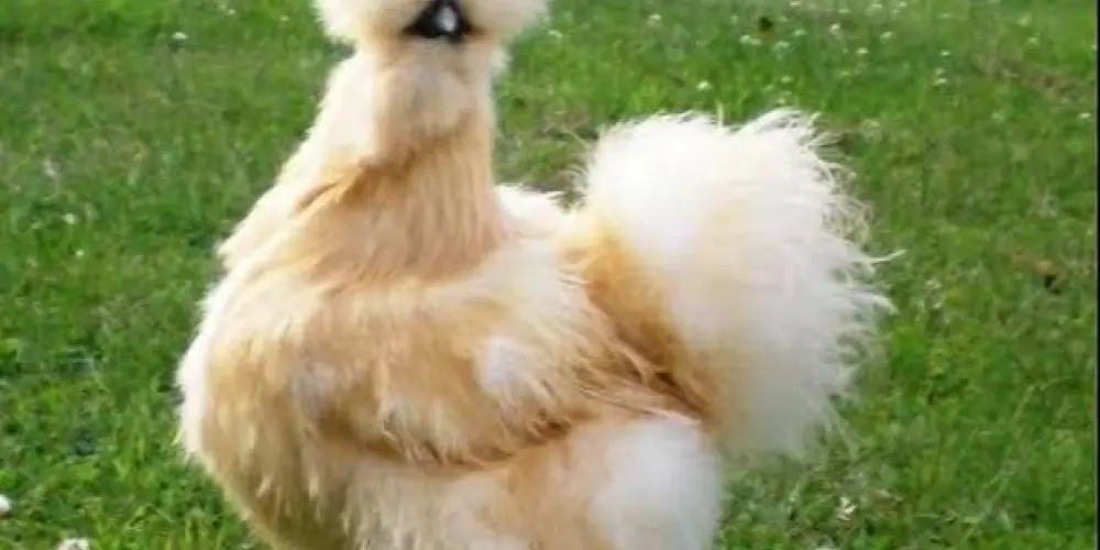 Imagem do grupo de WhatsApp Shakira