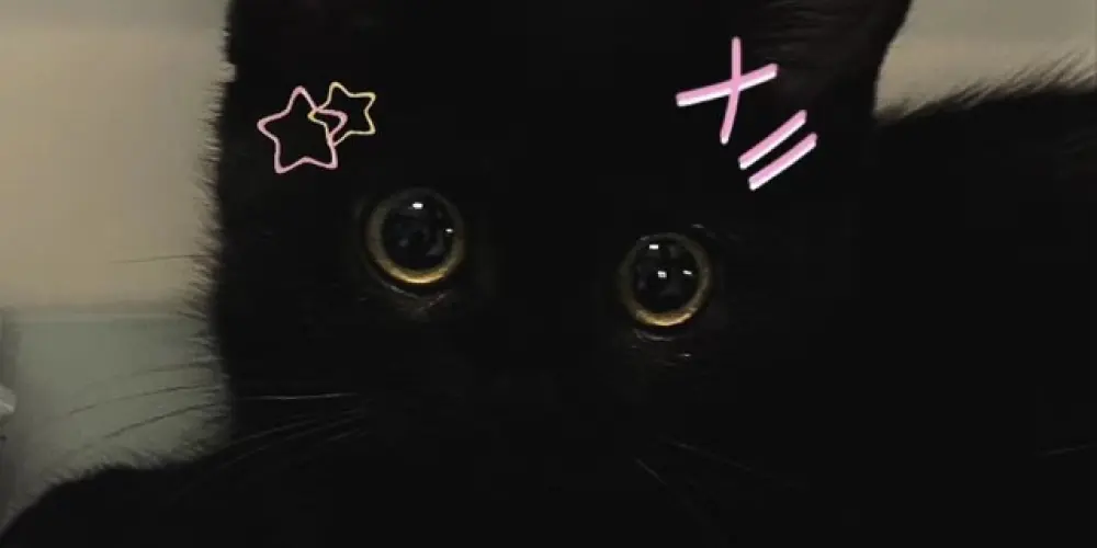 Imagem do grupo de WhatsApp Shit