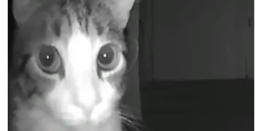 Imagem do grupo de WhatsApp Shitpost