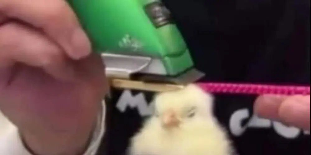 Imagem do grupo de WhatsApp 🐒 Shitpost Raiz