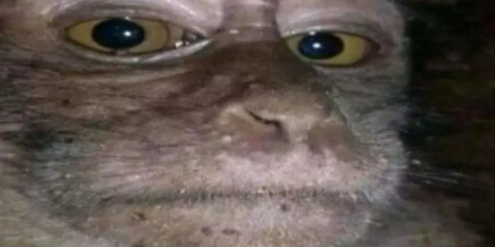 Imagem do grupo de WhatsApp Shits do ADM recrutamento 1