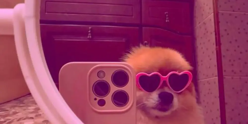 Imagem do grupo de WhatsApp *_Showdordaily_*