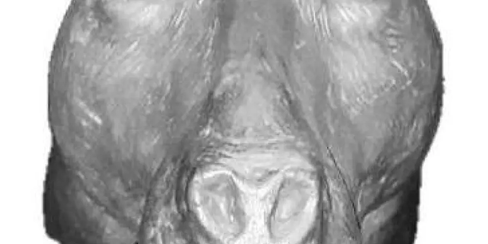 Imagem do grupo de WhatsApp Sigmas do Brazil 🌚🌚