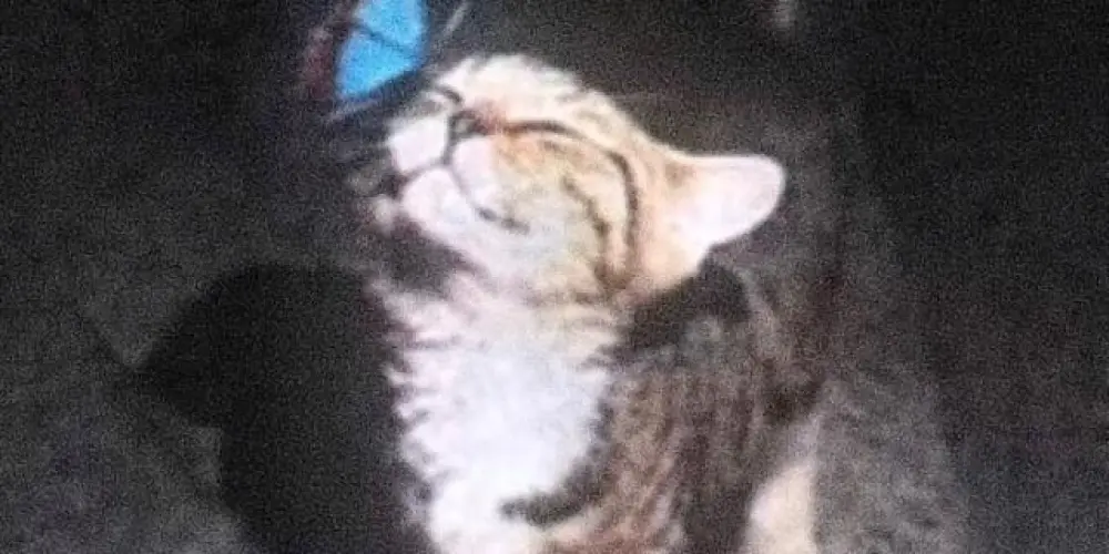 Imagem do grupo de WhatsApp SIGMAS | SSG