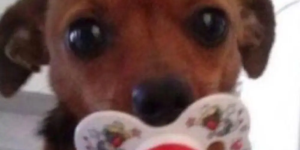 Imagem do grupo de WhatsApp Skull - chat 🦇