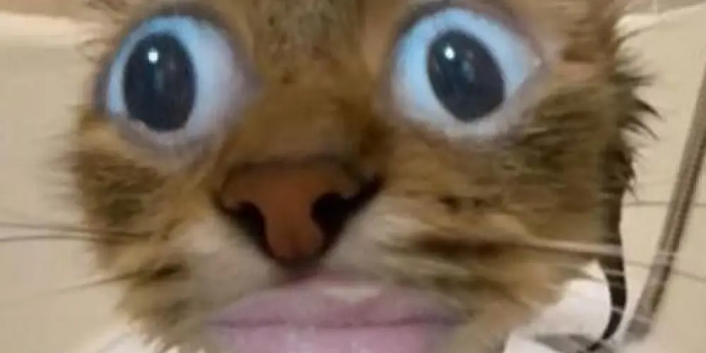 Imagem do grupo de WhatsApp Slk aqui é Mídia 👩🏽‍🦲💯