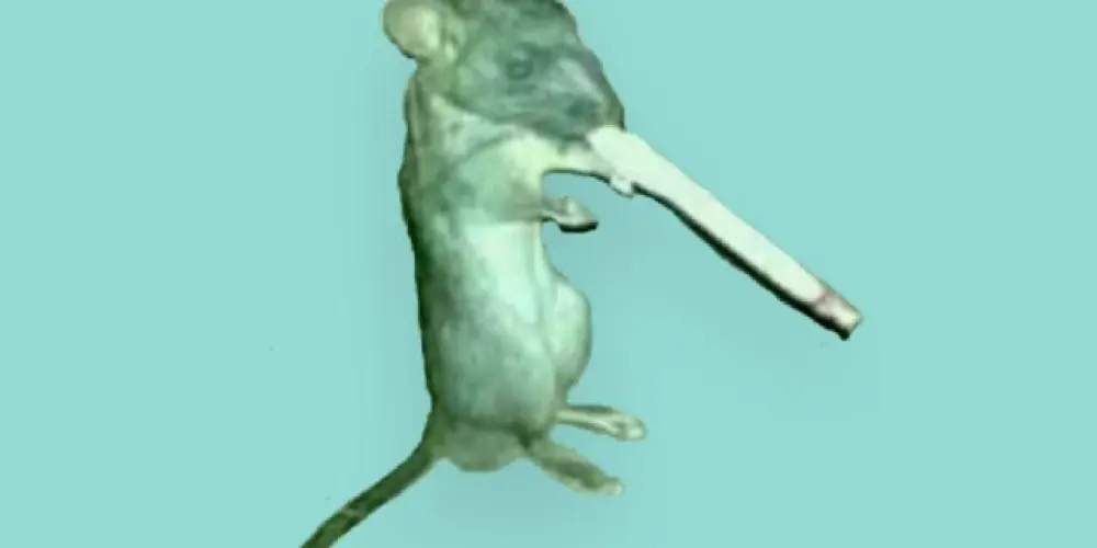 Imagem do grupo de WhatsApp Só a nata