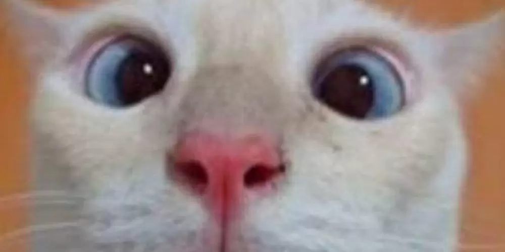 Imagem do grupo de WhatsApp ♥️ #Só_amizade☘️💫