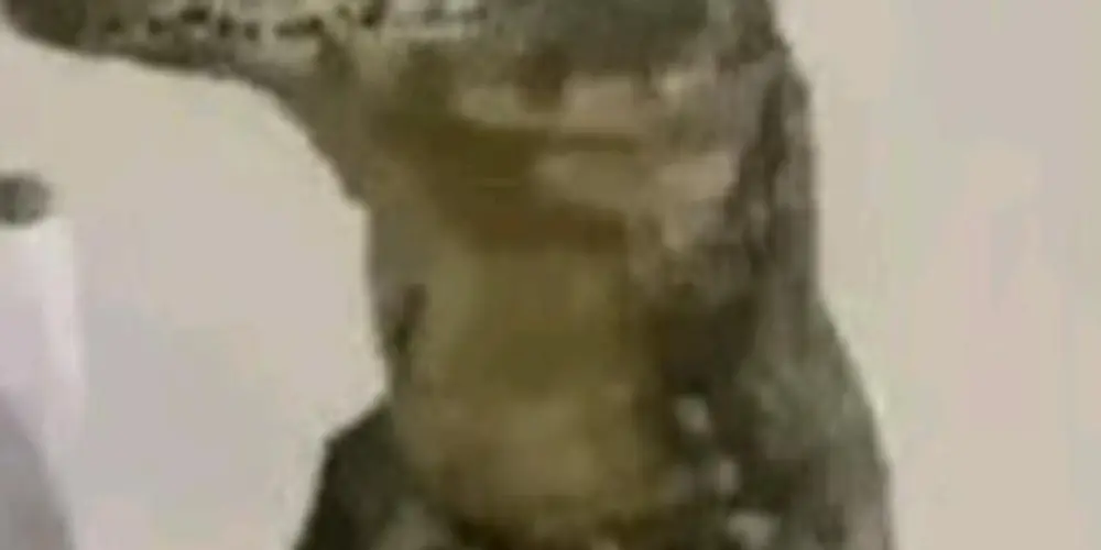 Imagem do grupo de WhatsApp Só amizade e ff